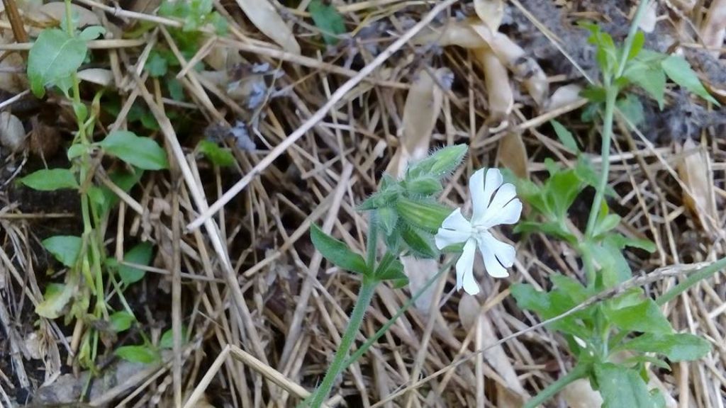 Silene alba
